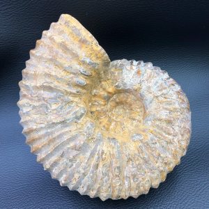 Ammonite de Madagascar de 1,898 kg (réf am4)