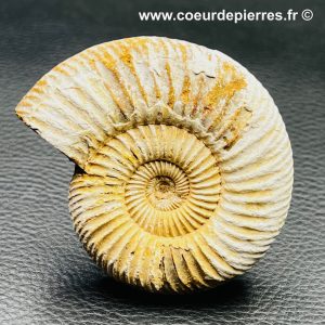 Ammonite de Madagascar (réf amd20)