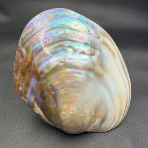 Coquille de Nacre Naturelle