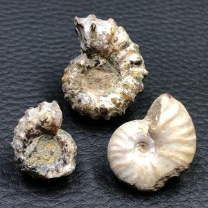 Lot d’ammonites opalisées avec ammonite Douvilleiceras (réf amd13)