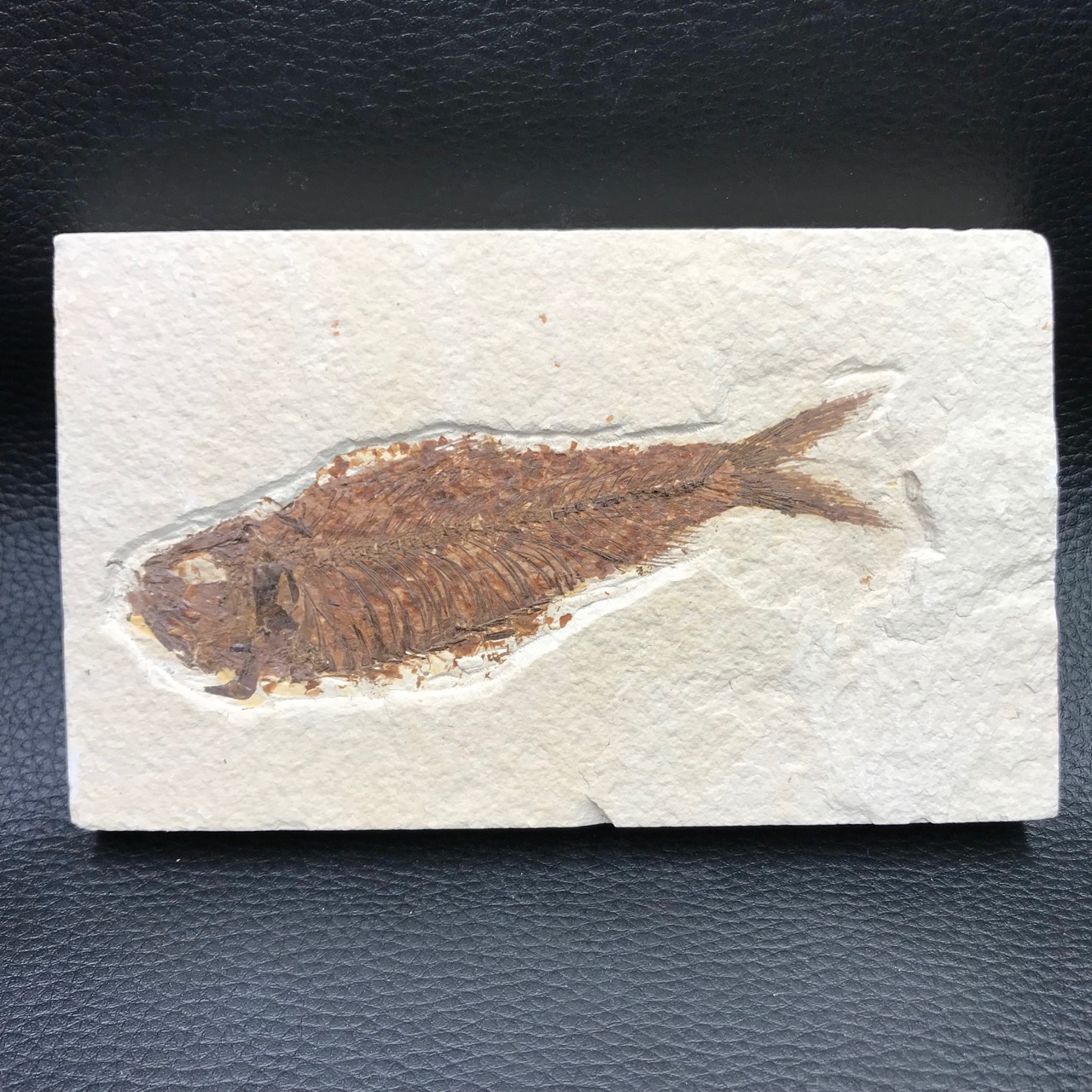 poisson-fossile-Knightia