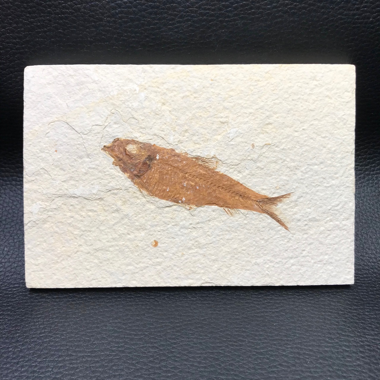 Joli poisson datant