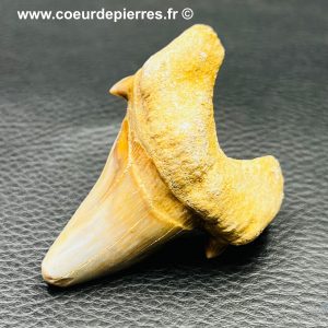 Dent de requin fossile “otodus obliquus” du Maroc (réf dro1)