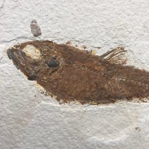 Poisson fossile Knightia de la Green River, Wyoming (réf pf7)