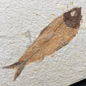 Poisson fossile Knightia de la Green River, Wyoming (réf pf9)