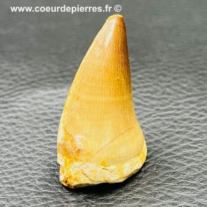Dent de Mosasaure authentique du Maroc 3,7 cm (réf crm18)