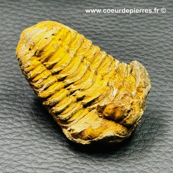 Trilobite