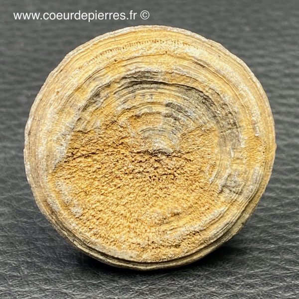 corail fossile cyclolites