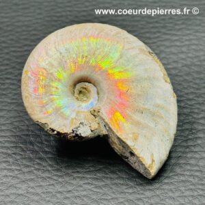 Ammonite iridescente de Madagascar (réf amd10)