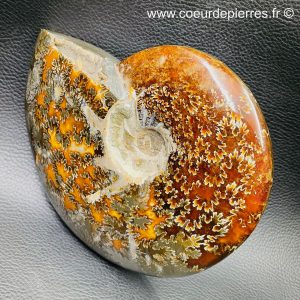 Ammonite fougère polie de Madagascar de 0,834 kg (réf as3)