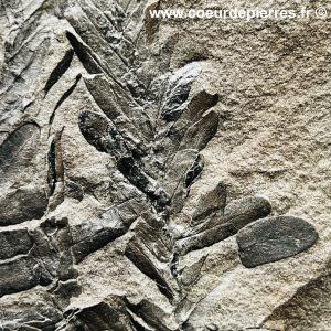 Fossile de fougères arborescente des mines de Carvin (Nord Pas-de-Calais) (réf fc4)