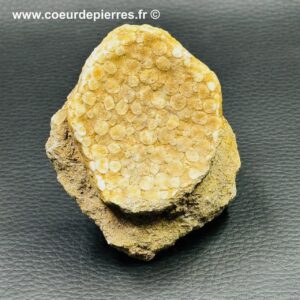 Palet de Poisson fossile “Eodiaphyodus Granulosus” (réf vt14)