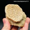 Palet de Poisson fossile "Eodiaphyodus Granulosus" (réf vt14) – Image 3