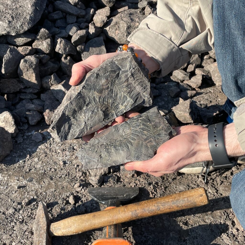 Fossile de fougères