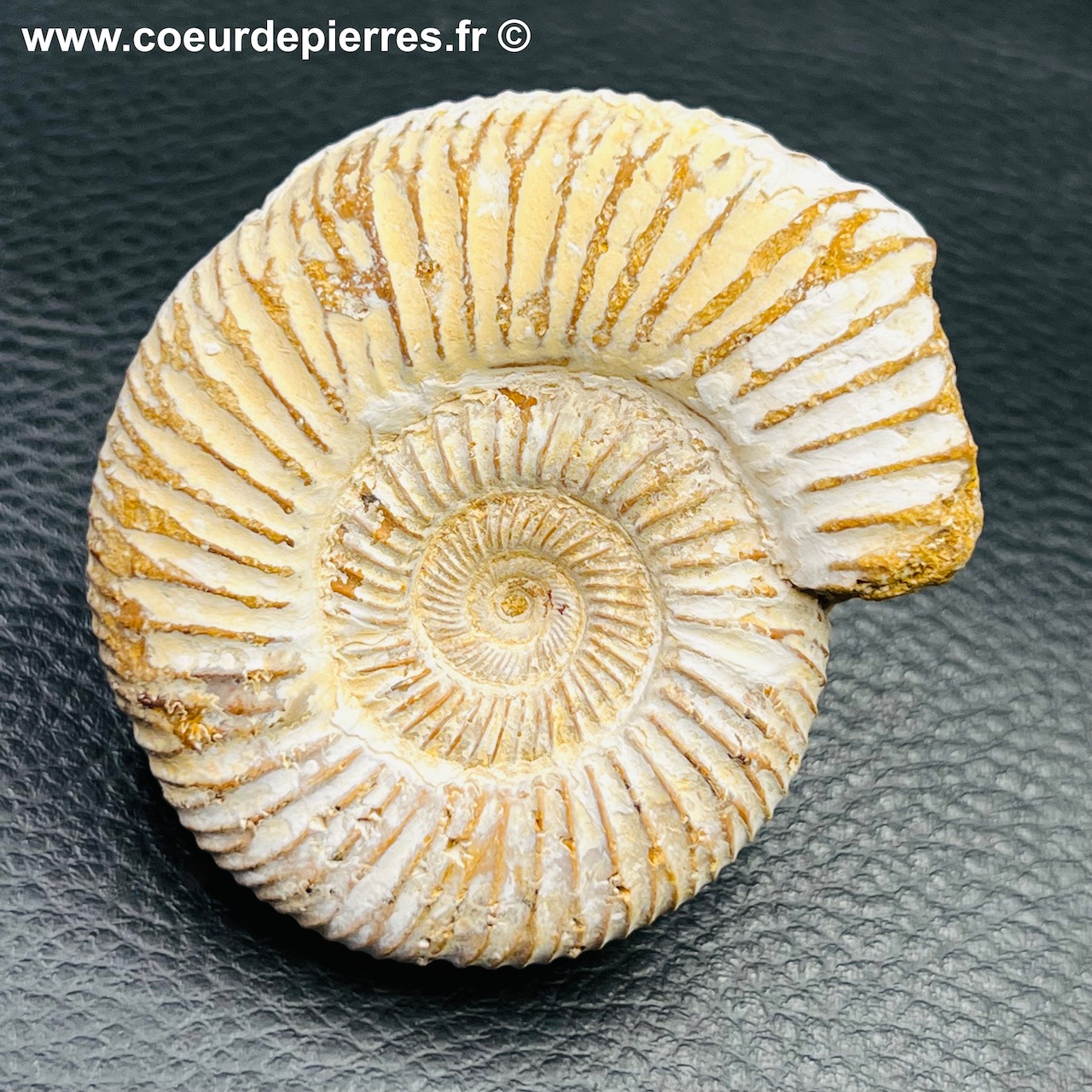 Ammonite de Madagascar (réf amd20)