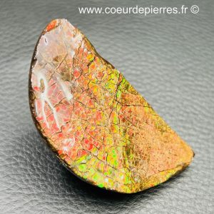 Ammolite de la rivière Sainte Marie, Alberta, Canada 273,5 carats (réf aml8)