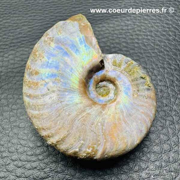 Ammonite Iridescente