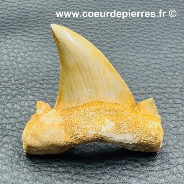 Dent de Requin fossile