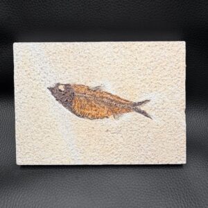 Poisson Fossile