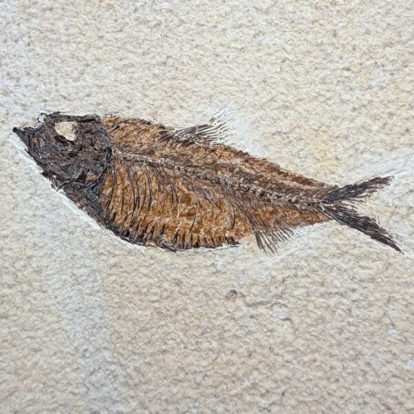 Poisson fossile Knightia de la Green River (ref pf10) – Image 2