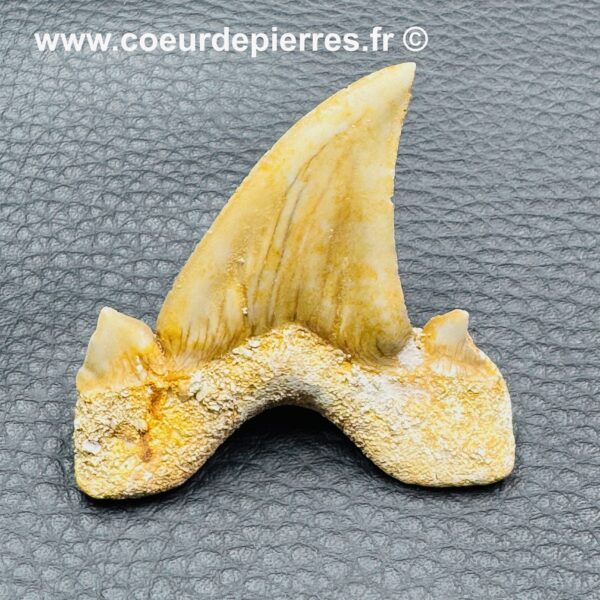 Dent de Requin Fossile “Otodus Obliquus” du Maroc (réf dro12) – Image 2
