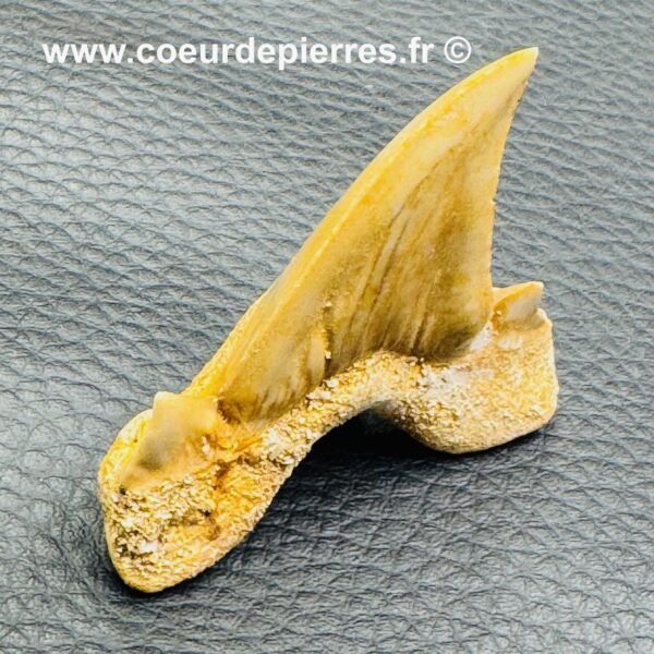 Dent de Requin Fossile “Otodus Obliquus” du Maroc (réf dro12) – Image 3