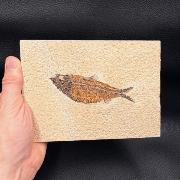 Poisson fossile Knightia de la Green River (ref pf10) – Image 4