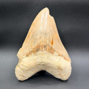 Dent de Mégalodon