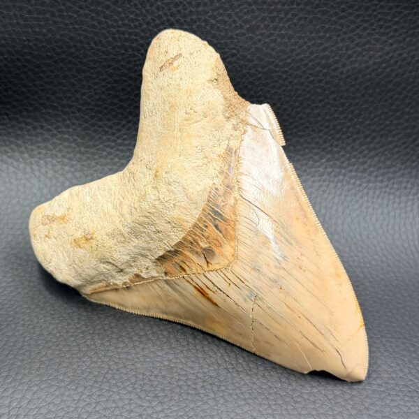 Dent de Mégalodon de Malaisie (réf meg8) – Image 2