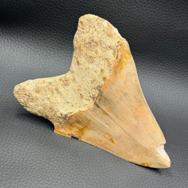 Dent de Mégalodon de Malaisie (réf meg8) – Image 3