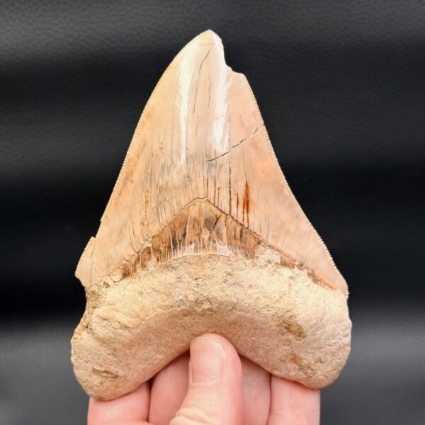 Dent de Mégalodon de Malaisie (réf meg8) – Image 4