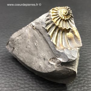 Empreinte d’ammonite pyriteuse d’Allemagne (réf amd36)