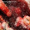 Rhodochrosite sur manganite du Gabon (réf rg1) – Image 7