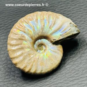 Ammonite Iridescente