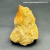 Dent de Mosasaure sur gangue du Maroc taille XL (réf dmo5) – Image 4