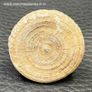 Corail fossile « cyclolites » du Maroc (réf cyl8)