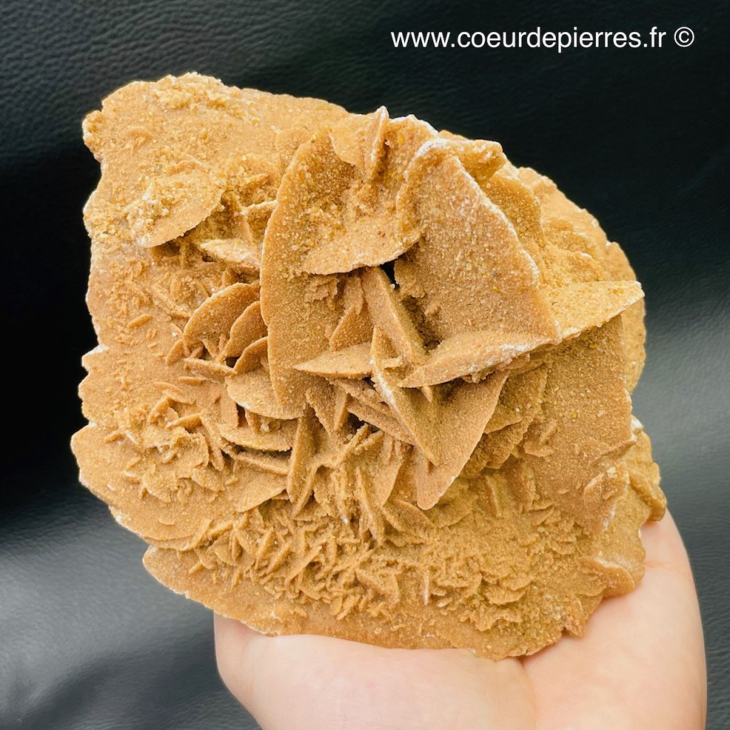 Rose des sables “gypse” d’Algérie 0,765kg