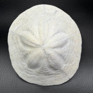 Oursin Fossile Clypeaster Trevisani Imbesi