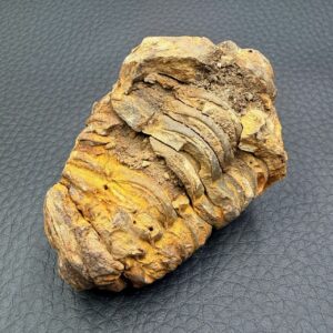 Trilobite