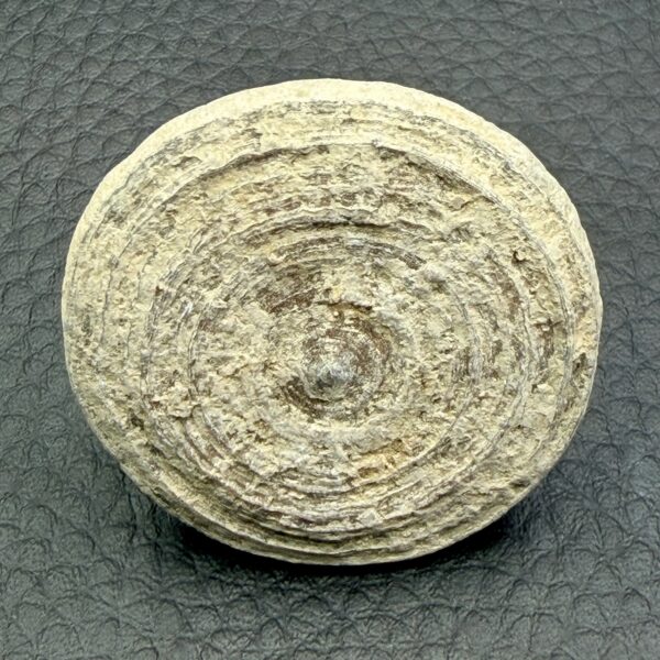 Corail fossile “cyclolites” du Maroc (réf cyl8) – Image 3