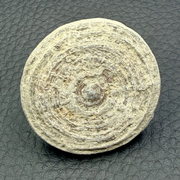 Corail Fossile