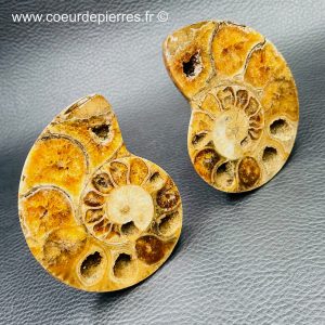 Ammonite scié de Madagascar (réf amo31)