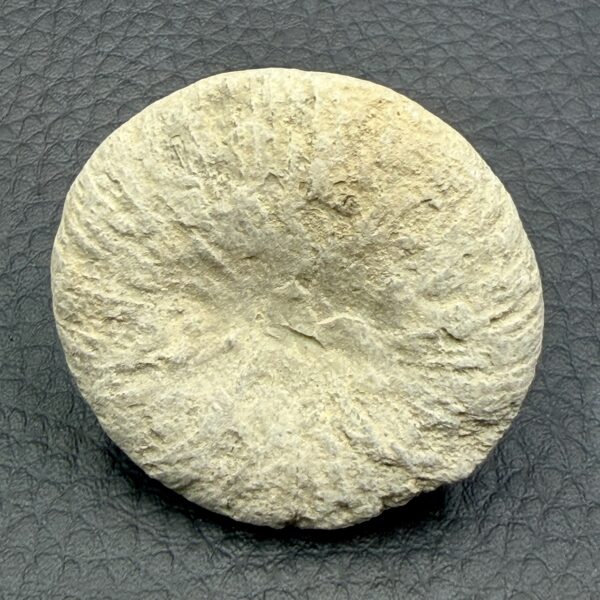 Corail fossile “cyclolites” du Maroc (réf cyl8) – Image 2