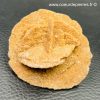 Rose des Sables “gypse” d’Algérie (réf rs2) – Image 2