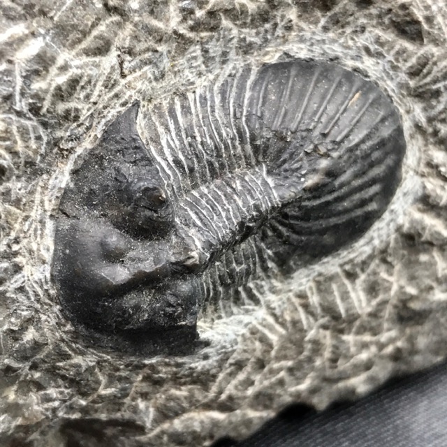 Trilobite scabriscutellum sur gangue du Maroc (réf tr22)