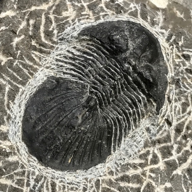 Trilobite scabriscutellum sur gangue du Maroc (réf tr22)