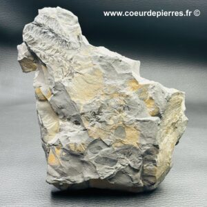 Fossile de fougères carbonifère des mines de Carvin (Nord Pas-de-Calais) (réf fc15)
