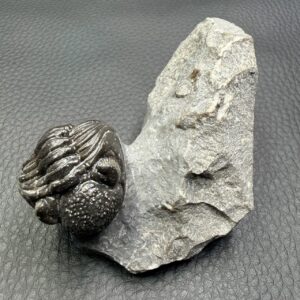 Trilobite Phacops