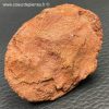 Scutelle Dermique de Dinosaure “Rebbachisaurus” (réf pld7) – Image 4