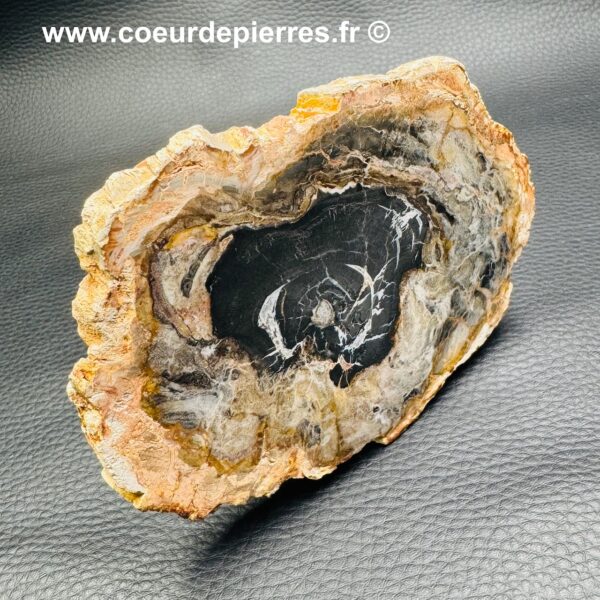 Tranche de Bois Fossile de Madagascar (réf tb6) – Image 2